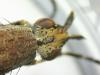 Euthycera cribrata